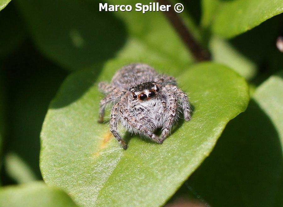 Philaeus chrysops - Vicenza (VI)